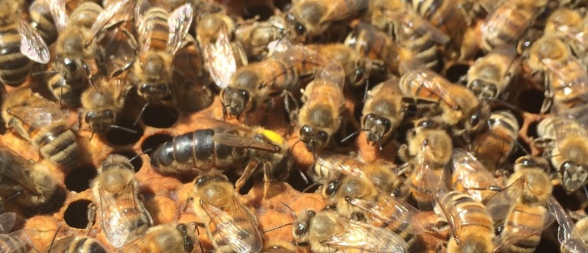 Manitoba Queen Bee