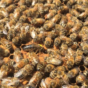 Manitoba Queen Bee