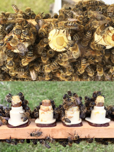     Top photo shows larvae floating on royal jelly after just 24 hours in the starter. The bottom shows progress on 3 of 4 cells in the starter after 24 hours. The bees didn't like second from left and it will be removed.