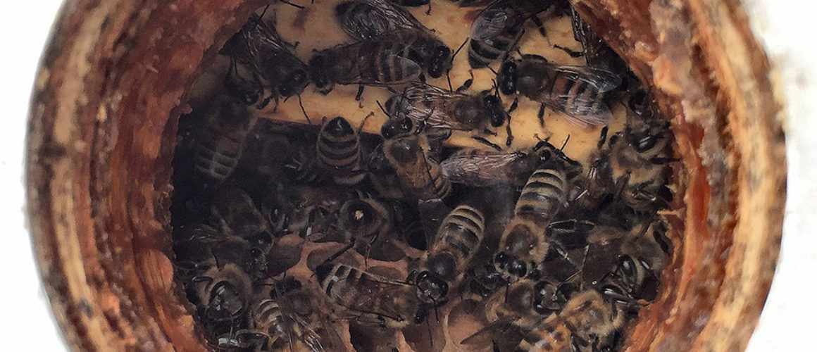 Honeybees_Manitoba