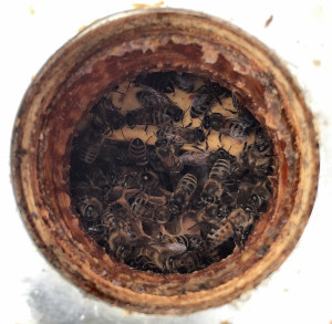 The best site when opening the feeding hole in spring... bees!