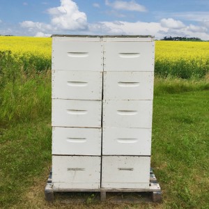 At peak canola season, strong hives can produce 20 pounds per day.