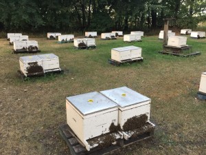 Rob Feeding bees