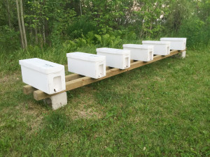 Mid-summer nucs