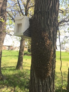 This queen didn't go inside but was pretty close.