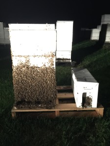 This was a swarm at a new location.