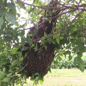 A huge swarm we captured in 2017.