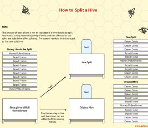 Splitting-a-Hive