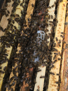 A new queen is added to a nuc split after being queenless for 24 hours.