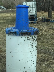 Bees taking in dry pollen on a warmer spring day.