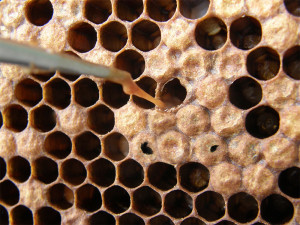 Testing for American Foulbrood