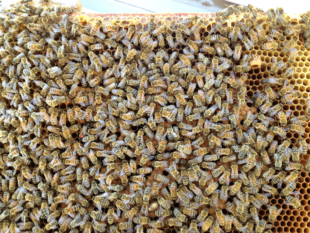 Tips for finding the queen bee in a hive.