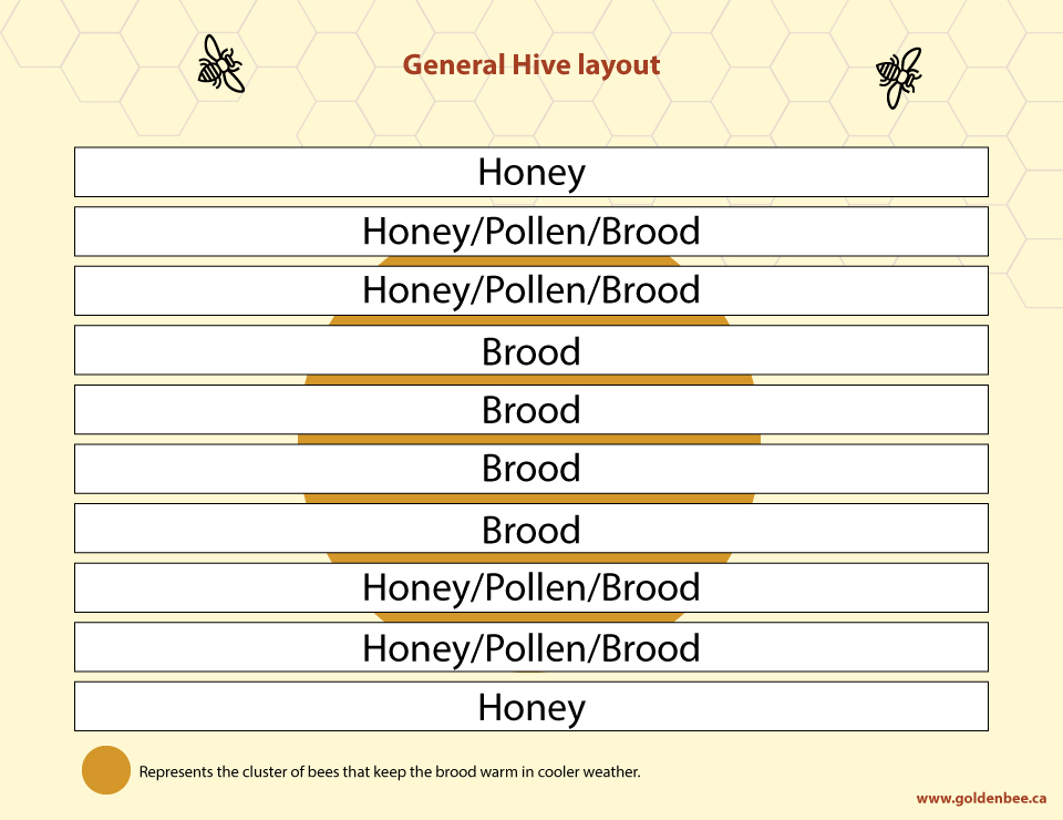 General-Hive-Layout