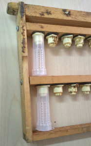 The grafting frame showing how cages are used if you want to protect ripe queen cells.