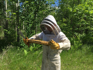 My son doing inspections. Tip: Keep your back to the sun to help see the eggs better. 