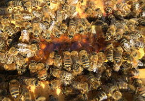 When you crack open a hive, you open up cells of honey stored between frames.