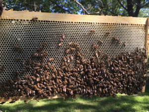 Inspecting nectar as it's being cured and made into honey.