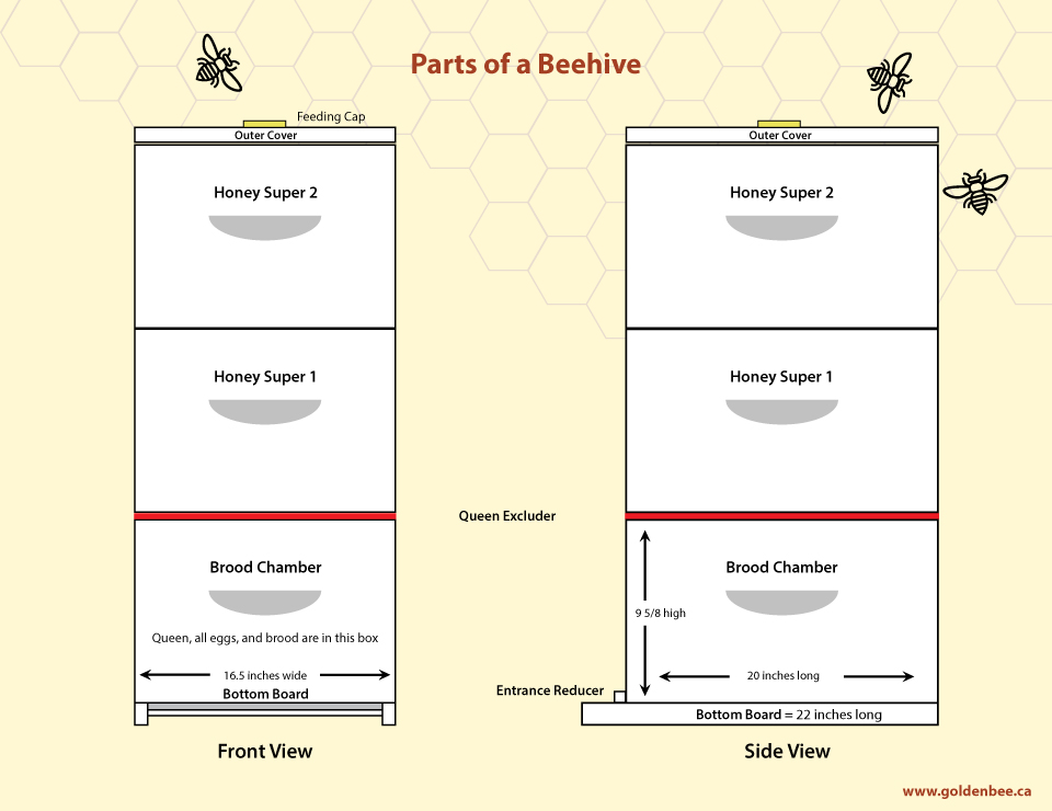 parts-of-a-beehive