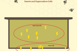 Swarm-and-Supercedure