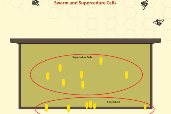 Swarm-and-Supercedure