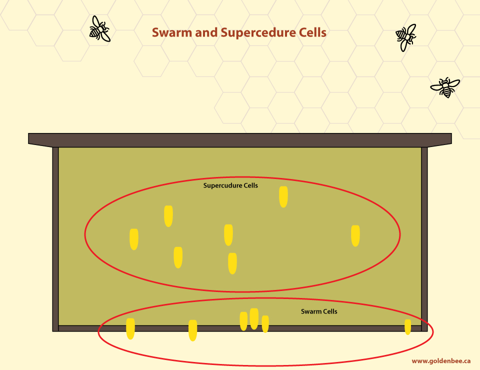 Diagram is for reference for cell location only. You will not find both supercedure and swarm on the same frame.