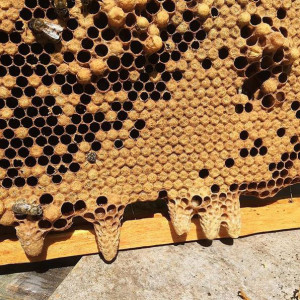 These are swarm cells found on the bottom of a frame.