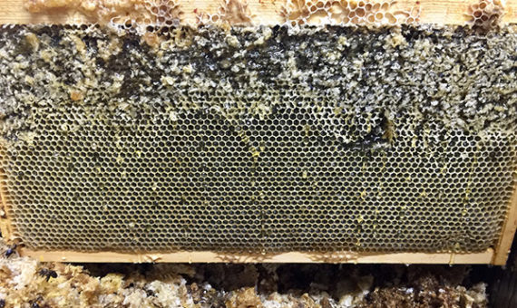 Step 3: Open the Cappings
Beeswax is waterproof and bees know it. Bees cap all ripe honey with a beeswax coating and these have to be opened if you want to get the honey out of the comb. The cappings are opened either by hand or a machine called an 'uncapper'.