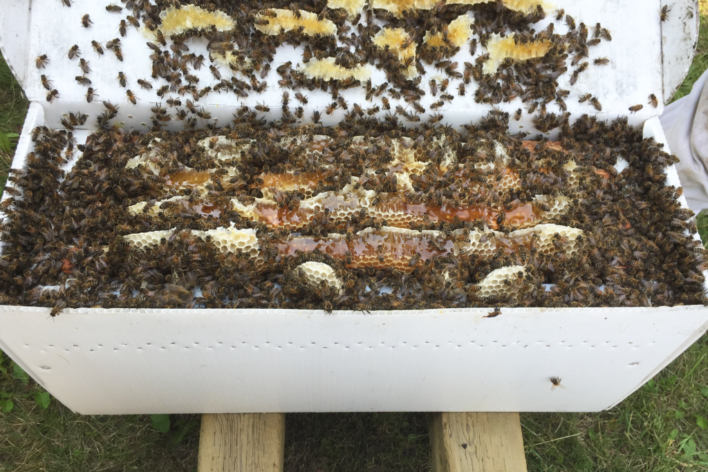 Manitoba Beekeeping Information