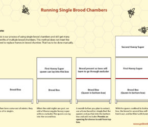 Single_Brood_Chamber